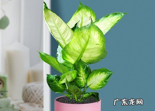 表示敬佩的花 花语是敬佩的花有哪些