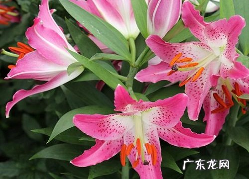 表示敬佩的花 花语是敬佩的花有哪些