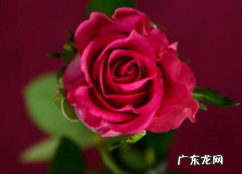 表示祝愿的花 花语是祝愿的花有哪些