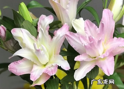 表示祝愿的花 花语是祝愿的花有哪些