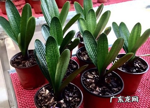 松树皮适合种什么植物