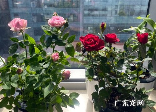 松树皮适合种什么植物