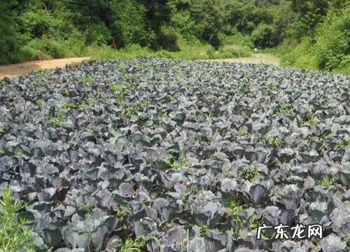 紫甘蓝种植时间和方法