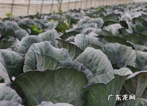 紫甘蓝种植时间和方法