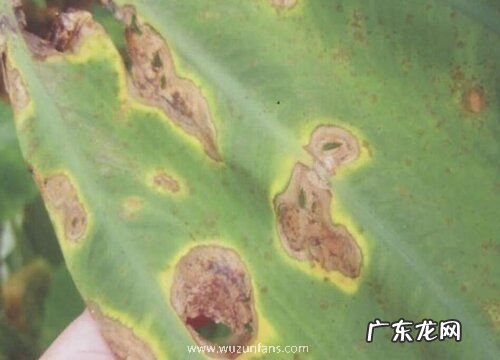 芍药炭疽病发病原因及治疗方法