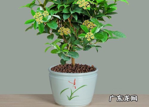 桂花用什么盆栽好