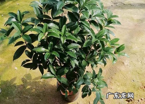 桂花用什么盆栽好