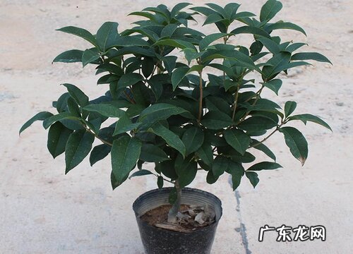 桂花用什么盆栽好