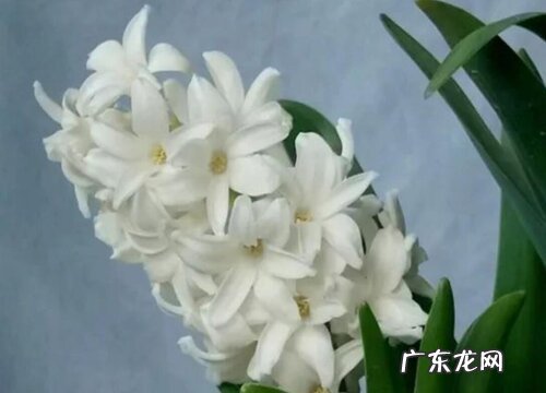 什么花的花语是暗恋男生