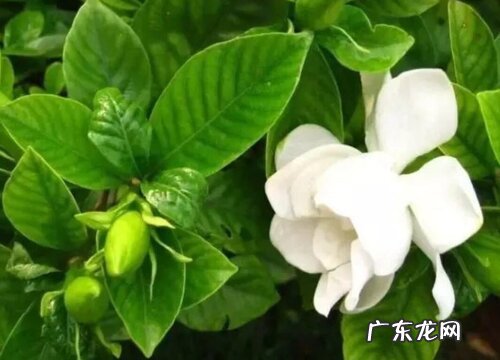 什么花的花语是我等你