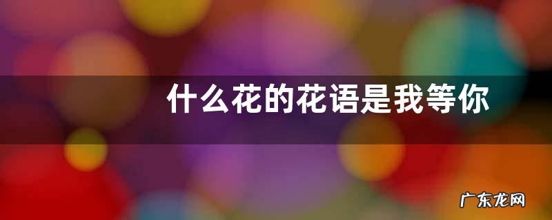 什么花的花语是我等你