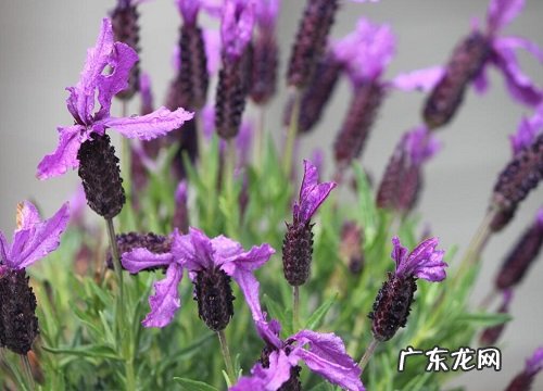 什么花的花语是我等你
