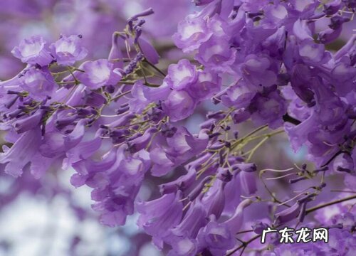 什么花的花语是我等你