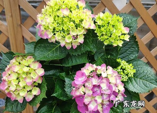 什么花的花语是冰冷