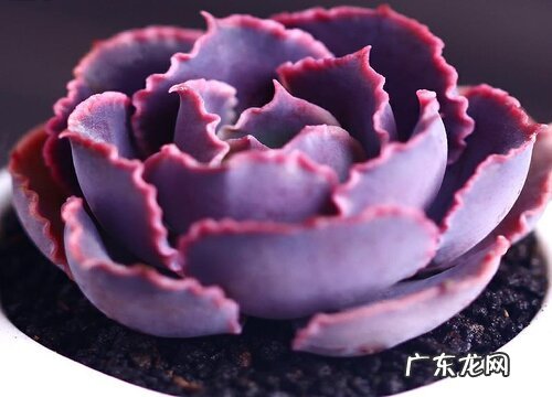 多肉要施什么肥合适