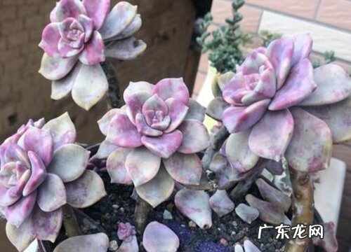 多肉要施什么肥合适