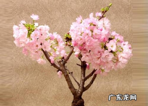 什么花的花语是生命