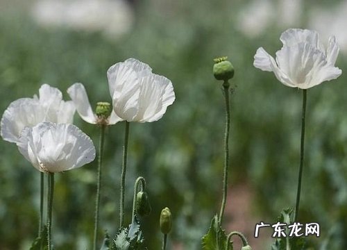 什么花的花语是遗忘