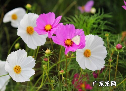 什么花的花语是珍惜