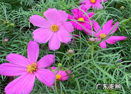 什么花的花语是珍惜