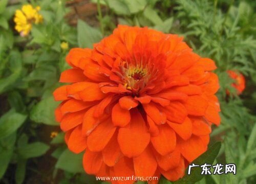 什么花的花语是再见