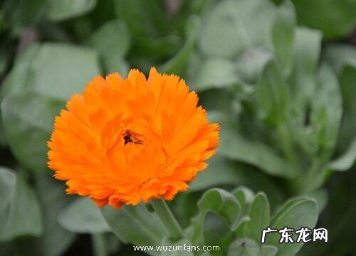 什么花的花语是再见