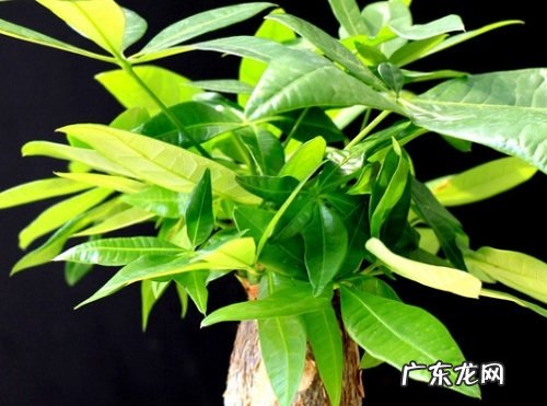 发财树放阳台好吗 放阳台哪个位置