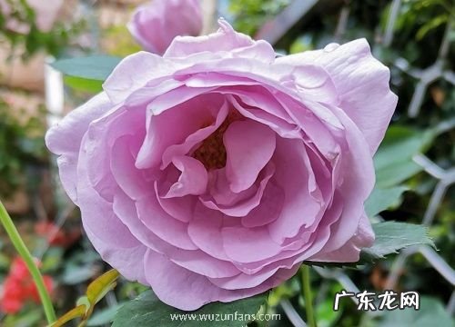 什么花的花语是自私