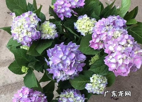 什么花的花语是自私