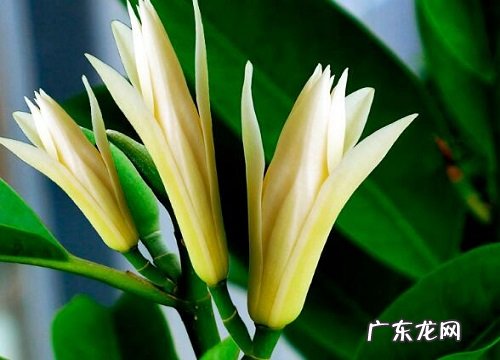 什么花的花语是纯洁