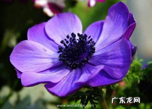 什么花的花语是偏爱