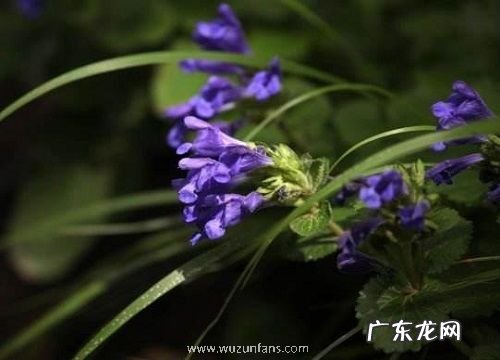 什么花的花语是偏爱