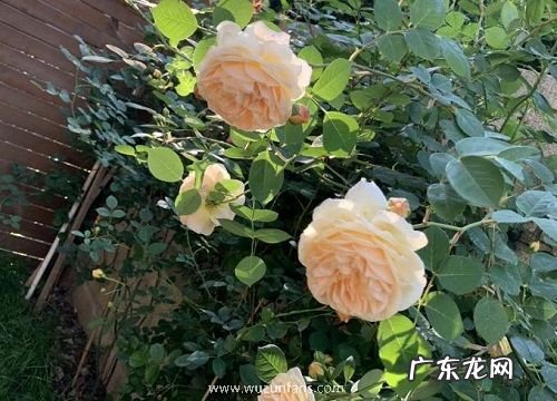 什么花的花语是偏爱