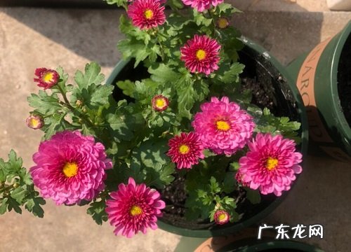 什么花的花语是默默的爱