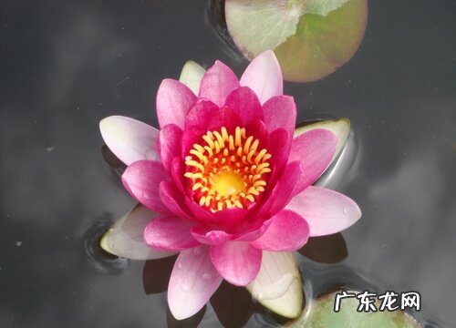 碗莲配土方法与种植土壤