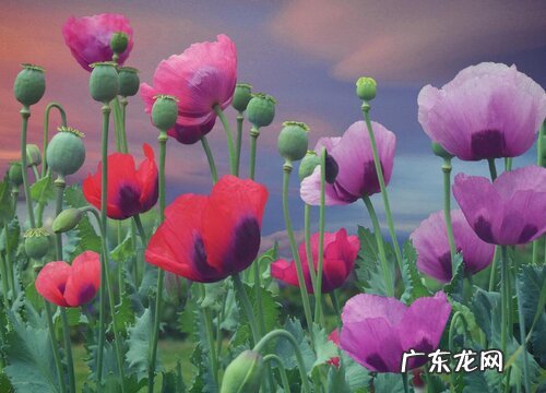 什么花的花语是禁忌之恋