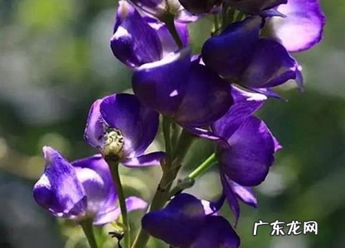 什么花的花语是欺骗