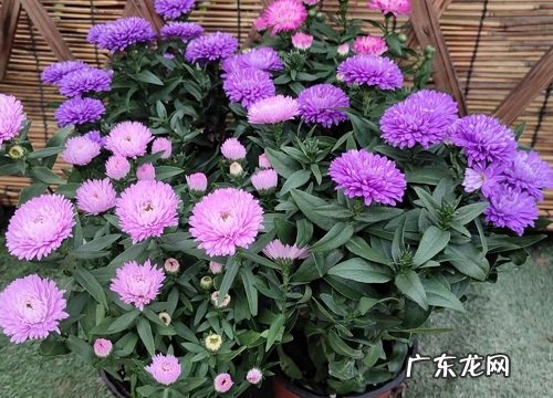 什么花的花语是欺骗