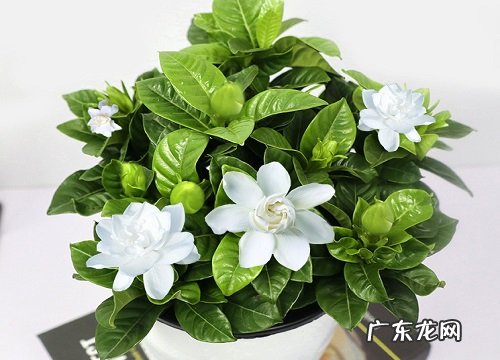 什么花的花语是欺骗