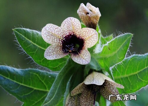 什么花的花语是欺骗