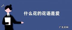 什么花的花语是爱