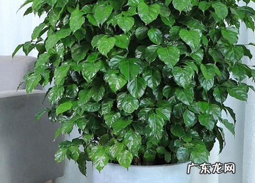 幸福树多久施一次肥 施什么肥好