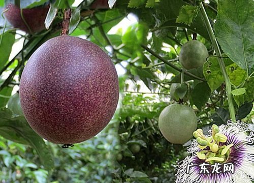 鸡蛋果是什么季节的水果