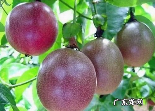 鸡蛋果是什么季节的水果