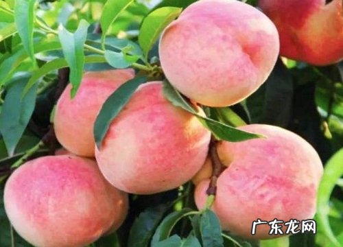 水蜜桃是什么季节的水果