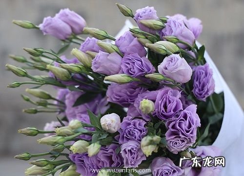 什么花的花语是绝望