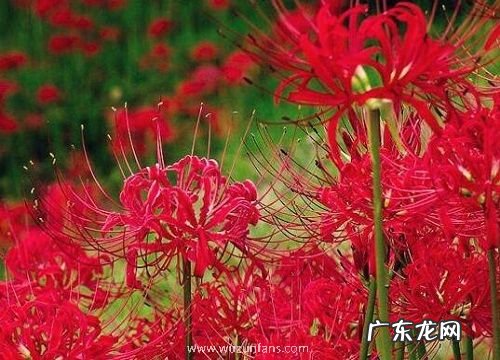 什么花的花语是绝望