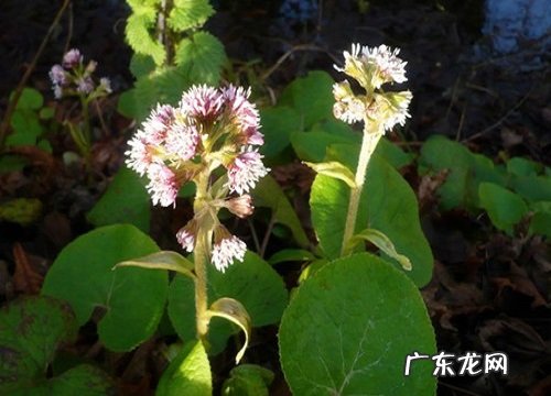 什么花的花语是占有欲