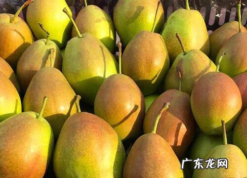 香梨是什么季节的水果