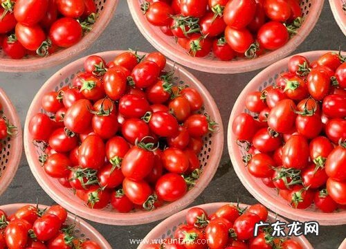 小西红柿是什么季节的水果